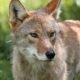 Indiana wildlife