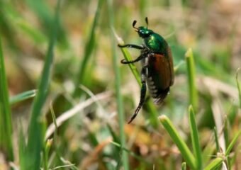 Japanese beetle eradication efforts