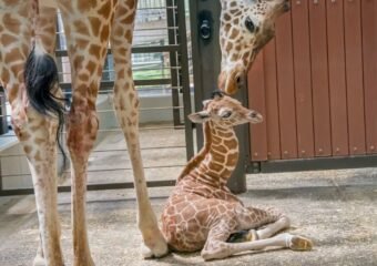 Kazi giraffe calf