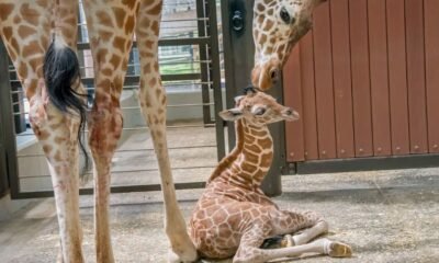 Kazi giraffe calf