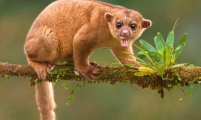 Kinkajou