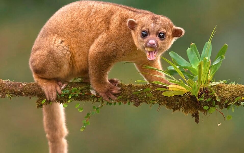 Kinkajou