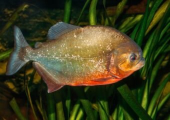 Piranha-like fish