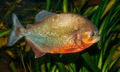 Piranha-like fish