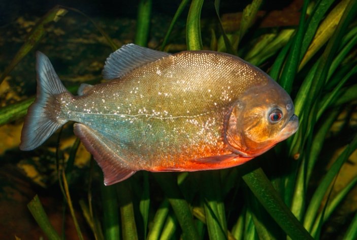 Piranha-like fish