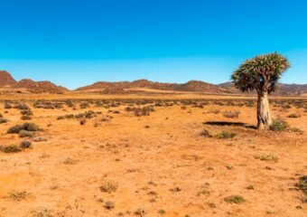 Termite mounds in Namaqualand