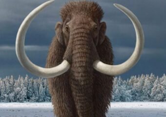 Woolly Mammoth Extinction Insights