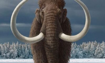 Woolly Mammoth Extinction Insights