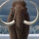 Woolly Mammoth Extinction Insights