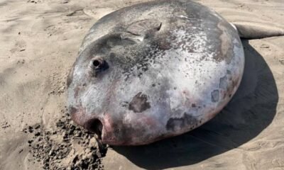 gearhart beach hoodwinker sunfish sighting