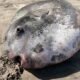 gearhart beach hoodwinker sunfish sighting