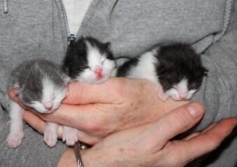 kitten adoption