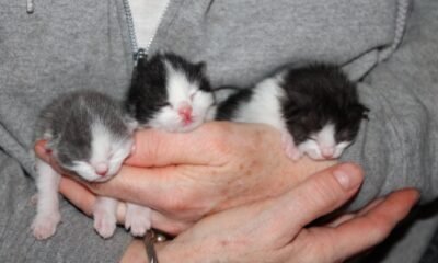 kitten adoption