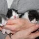 kitten adoption