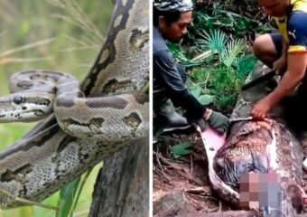 python attack Indonesia Kalempang