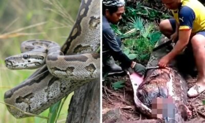 python attack Indonesia Kalempang