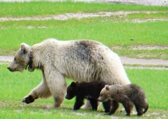 white grizzly bear Yoho National Park