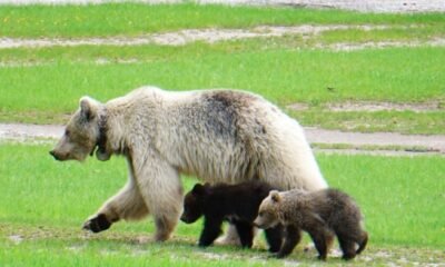 white grizzly bear Yoho National Park