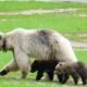 white grizzly bear Yoho National Park