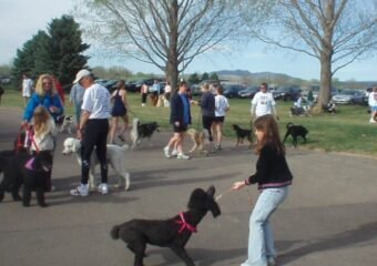 Colorado Springs kitchen fire dog