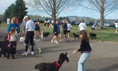 Colorado Springs kitchen fire dog