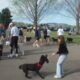 Colorado Springs kitchen fire dog
