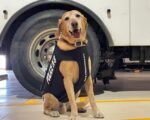 Colorado Springs kitchen fire dog assistance