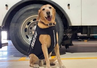 Colorado Springs kitchen fire dog assistance
