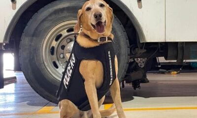 Colorado Springs kitchen fire dog assistance