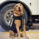 Colorado Springs kitchen fire dog assistance
