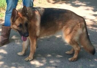 German Shepherd Rusty