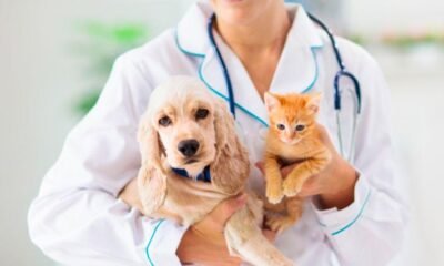 Mesa County Animal Services Overhaul