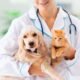Mesa County Animal Services Overhaul