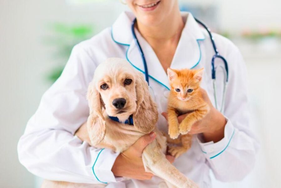 Mesa County Animal Services Overhaul
