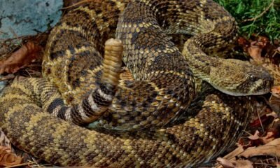 Rattlesnakes