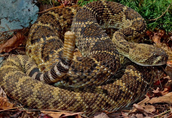 Rattlesnakes 