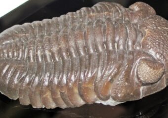 Trilobite fossils