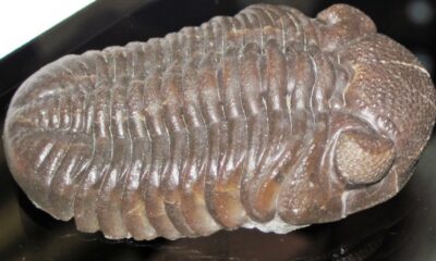 Trilobite fossils