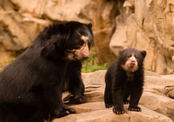 black bear at renaissance festival