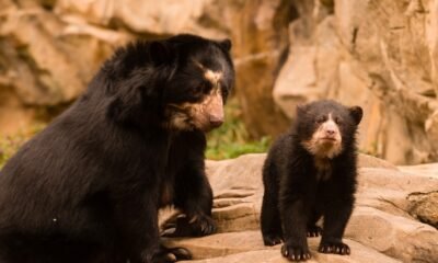 black bear at renaissance festival