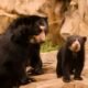 black bear at renaissance festival