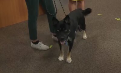 chavez the mystery roice hurst pet of the week without hyphens