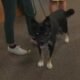 chavez the mystery roice hurst pet of the week without hyphens