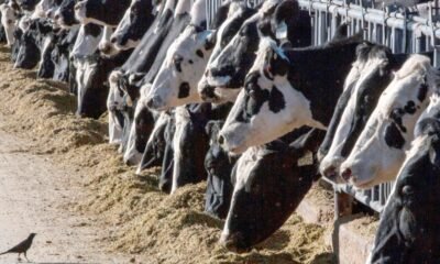 colorado dairy farm worker infected with bird flu without hyphens