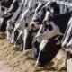 colorado dairy farm worker infected with bird flu without hyphens