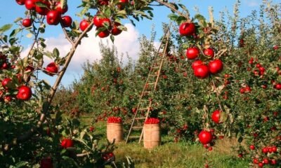 early harvest palisade peaches 2024