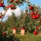 early harvest palisade peaches 2024
