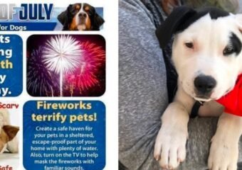 fourth of july pet safety tips