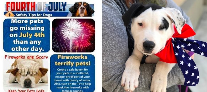 fourth of july pet safety tips