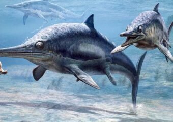 guizhouichthyosaurus fossil with thalattosaur in stomach